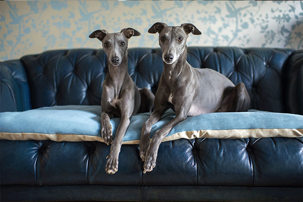 Plush Velvet Sofa Toppers