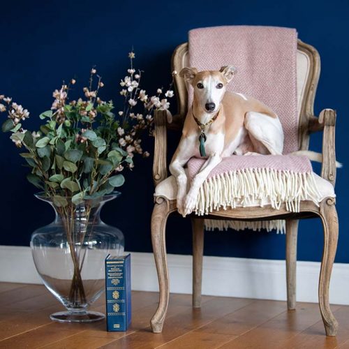 herringbone pure wool throw in rose